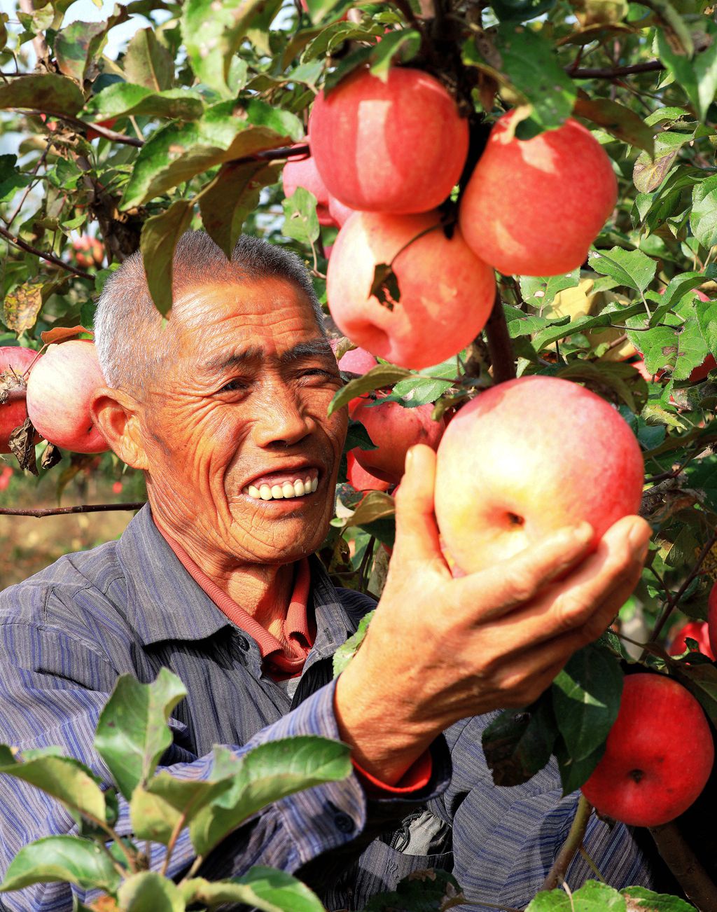 李家村苹果专业合作社又开始采摘苹果了，这里苹果个大又甜已经全部预售。