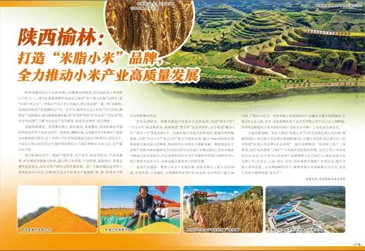 陕西榆林：打造“米脂小米”品牌，全力推动小米产业高质量发展